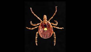 Novel tickborne illness dubbed 'Heartland virus' Novel tickborne illness dubbed 'Heartland virus'