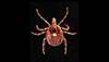 Novel tick-borne disease dubbed 'Heartland virus' Novel tick-borne disease dubbed 'Heartland virus'