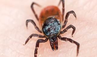 New tickborne illness found in the Northeast New tickborne illness found in the Northeast