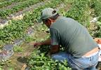 Mobile health strategies useful for migrant workers Mobile health strategies useful for migrant workers