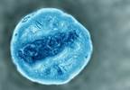 Treating the older adult with HIV Treating the older adult with HIV