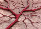 Benefits of newer drug-eluting stents in women with CAD Benefits of newer drug-eluting stents in women with CAD