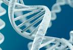Genetics may play role in childhood obesity Genetics may play role in childhood obesity
