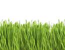 Increase in Asthma and Allergy Symptoms Impacted by Climate Change Increase in Asthma and Allergy Symptoms Impacted by Climate Change