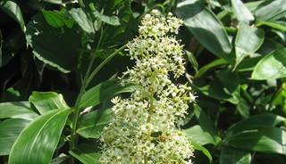 Chinese herb improves RA symptoms Chinese herb improves RA symptoms