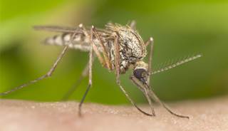 How likely is a dengue outbreak during the World Cup? How likely is a dengue outbreak during the World Cup?