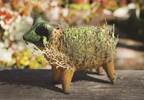 Chia seeds 'mostly good news' Chia seeds 'mostly good news'