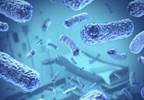 CDC: Beware of antibiotic resistance in foodborne pathogens CDC: Beware of antibiotic resistance in foodborne pathogens