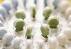 High-dose estrogen contraception ups breast CA risk High-dose estrogen contraception ups breast CA risk