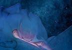 Identifying obstructive sleep apnea Identifying obstructive sleep apnea