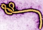 Fast-acting Ebola test granted for emergency use by FDA Fast-acting Ebola test granted for emergency use by FDA