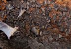 Ebola epidemic may have been started by bat exposure Ebola epidemic may have been started by bat exposure
