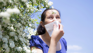 Pollen-derived adenosine key in ragweed allergy Pollen-derived adenosine key in ragweed allergy