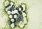 A more effective flu vaccine? A more effective flu vaccine?