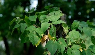 Three practitioners offer treatment options for poison ivy. Three practitioners offer treatment options for poison ivy.