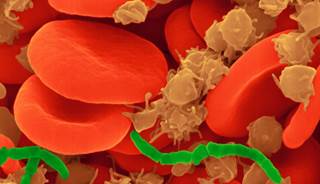 Short chains of bacilli among red blood cells and platelets. Short chains of bacilli among red blood cells and platelets.
