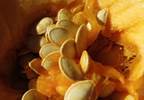 Managing benign prostatic hypertrophy with pumpkin seeds Managing benign prostatic hypertrophy with pumpkin seeds