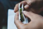 Bacteria,Fungi Discovered in Medical Marijuana Bacteria,Fungi Discovered in Medical Marijuana