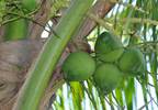 Coconut oil may improve lipid profiles, reduce abdominal adiposity Coconut oil may improve lipid profiles, reduce abdominal adiposity