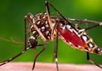Zika Virus Can Be Sexually Transmitted Zika Virus Can Be Sexually Transmitted