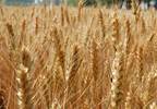 Greater gluten intake before age 2 may increase risk of celiac disease Greater gluten intake before age 2 may increase risk of celiac disease