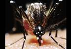 Complete Genome of Zika Virus Obtained From Sperm Complete Genome of Zika Virus Obtained From Sperm