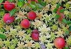 D-mannose: an effective antibiotic alternative D-mannose: an effective antibiotic alternative