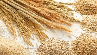 Reductions in disease risk were observed for an intake as high as 7.5 servings of whole grains per day. Reductions in disease risk were observed for an intake as high as 7.5 servings of whole grains per day.