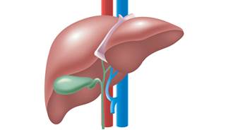 At 12 months, 21.2% of patients had developed de novo gallbladder disease. At 12 months, 21.2% of patients had developed de novo gallbladder disease.
