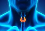 Thyroid antibodies Thyroid antibodies