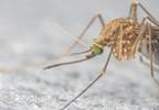 Zika virus: a primary care response Zika virus: a primary care response