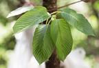 DEA reverses plan to ban potential opioid alternative kratom DEA reverses plan to ban potential opioid alternative kratom