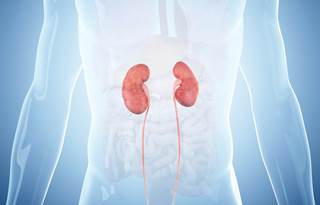 Treatment with ledipasvir-sofosbuvir for 12 or 24 weeks is safe and efficacious for kidney transplant recipients with hepatitis C virus. Treatment with ledipasvir-sofosbuvir for 12 or 24 weeks is safe and efficacious for kidney transplant recipients with hepatitis C virus.