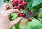 Picking cherries leads to a case of pseudohyperglycemia Picking cherries leads to a case of pseudohyperglycemia