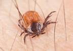 Clinician Suspicion for Diagnosing Lyme Disease Minimally Accurate Clinician Suspicion for Diagnosing Lyme Disease Minimally Accurate