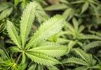 Effects of cannabis treatment in adult patients with PTSD Effects of cannabis treatment in adult patients with PTSD