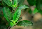Holy basil Holy basil