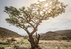 Frankincense: a rediscovered botanical product Frankincense: a rediscovered botanical product