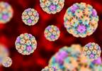 Almost half of men and women under 60 in the US infected with HPV Almost half of men and women under 60 in the US infected with HPV