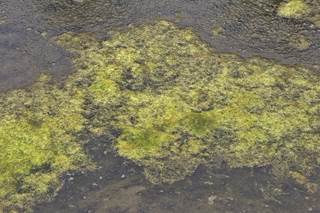 Algal blooms produce toxins that can cause illness in people and animals and can block sunlight or use up oxygen in water, which can kill fish and plants. Algal blooms produce toxins that can cause illness in people and animals and can block sunlight or use up oxygen in water, which can kill fish and plants.
