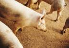 Influenza A virus transmitted from swine to humans at agricultural fair Influenza A virus transmitted from swine to humans at agricultural fair