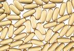 Effects of Vitamin D3 Treatment on Bone Strength in Postmenopausal Women Effects of Vitamin D3 Treatment on Bone Strength in Postmenopausal Women