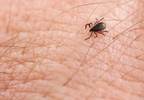 Clinician accuracy low for lyme disease diagnosis Clinician accuracy low for lyme disease diagnosis