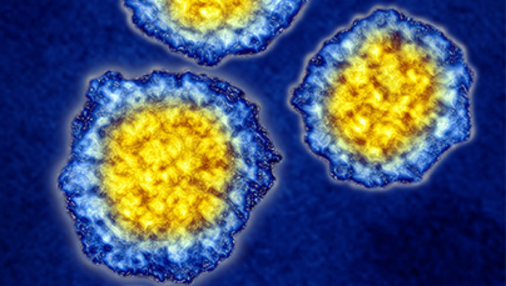 Human papillomavirus in males The Clinical Advisor