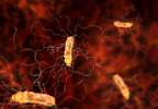 Oral capsule of fecal transplant may be effective for <i>C. difficile</i> infection Oral capsule of fecal transplant may be effective for <i>C. difficile</i> infection