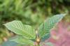 FDA Issues Warning to Companies Selling Kratom-Containing Products FDA Issues Warning to Companies Selling Kratom-Containing Products