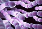 Opioid use increases risk of invasive pneumococcal disease Opioid use increases risk of invasive pneumococcal disease
