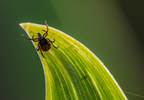 FDA approves screening tests for <i>Babesia microti</i> FDA approves screening tests for <i>Babesia microti</i>