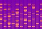 Complete fetal genome sequences can be obtained from amniotic fluid Complete fetal genome sequences can be obtained from amniotic fluid