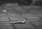 First Human Case of Rat Strain of Hepatitis E Found First Human Case of Rat Strain of Hepatitis E Found